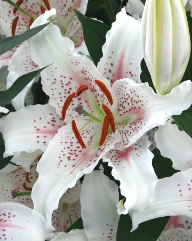 Liilia “Muscadet” pakendis 2 tk
