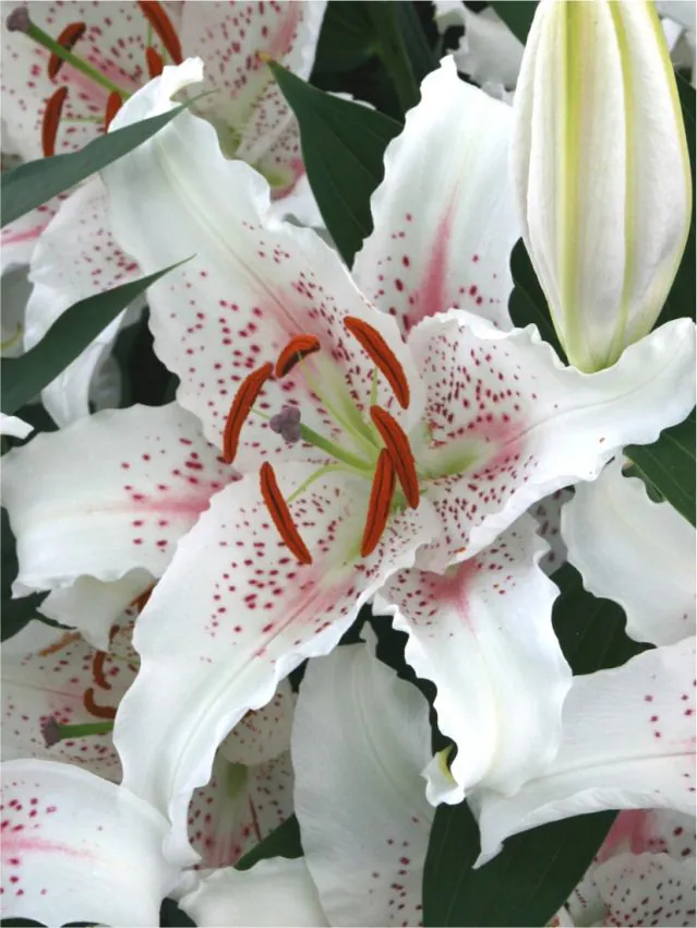 Liilia “Muscadet” pakendis 2 tk