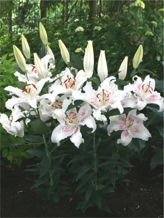 Liilia “Muscadet” pakendis 2 tk - Image 2