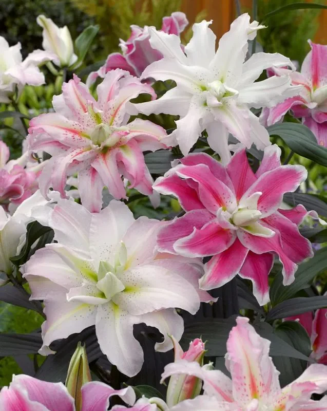Liilia “Roselily double oriental mix” pakendis 10 tk