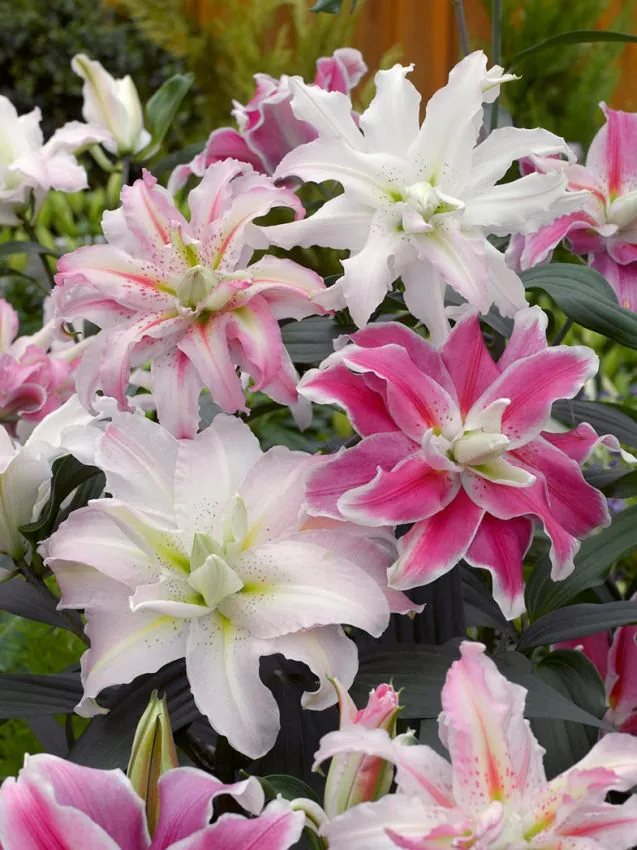 Liilia “Roselily double oriental mix” pakendis 10 tk