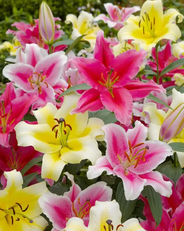 Liilia “Oriental mixed” pakendis 15 tk