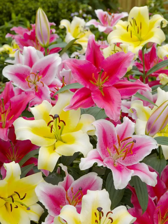 Liilia “Oriental mixed” pakendis 15 tk