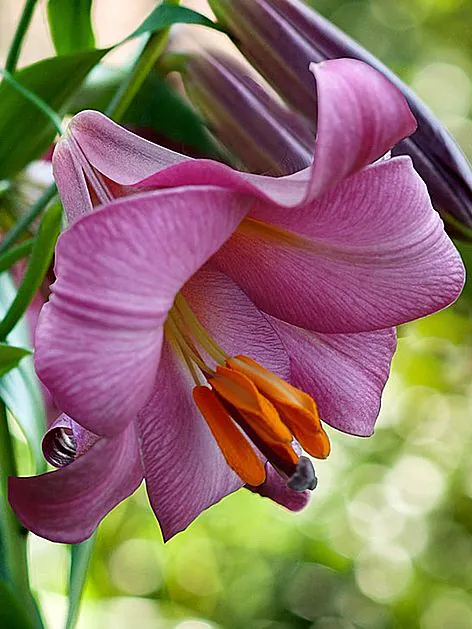 Liilia “Pink perfection” pakendis 2 tk