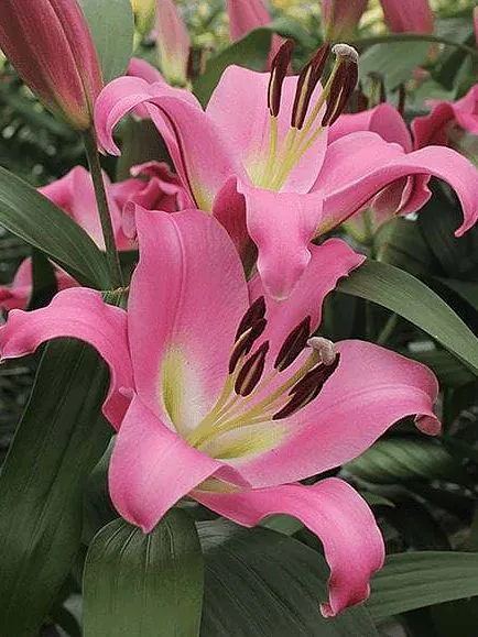 Liilia “Purple Lady” pakendis 2 tk