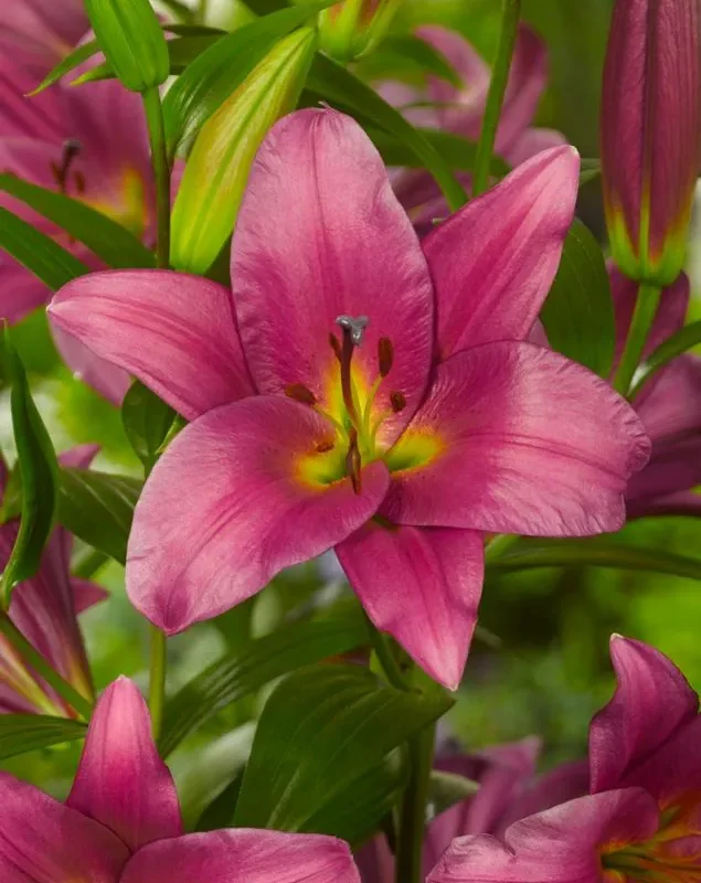 Liilia “Purple Prince” pakendis 2 tk