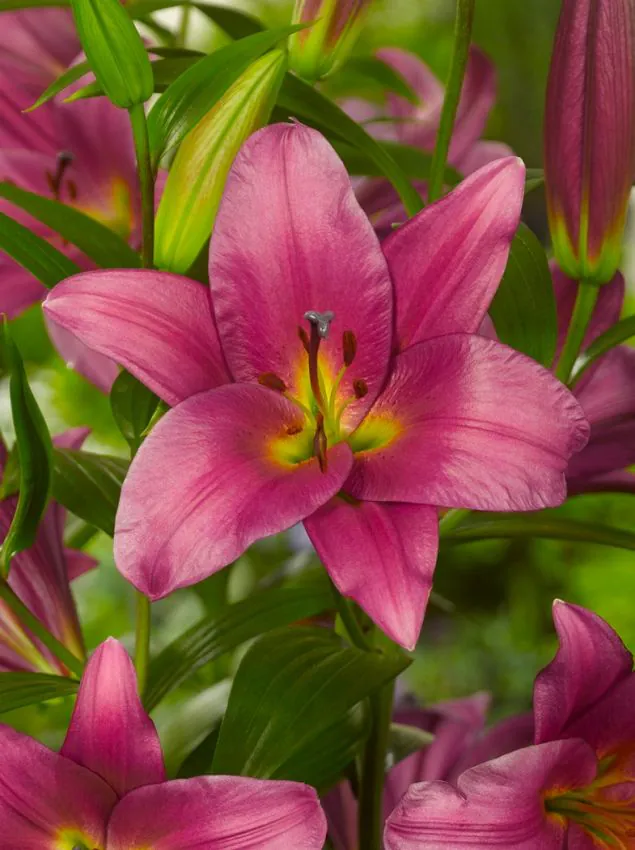 Liilia “Purple Prince” pakendis 2 tk