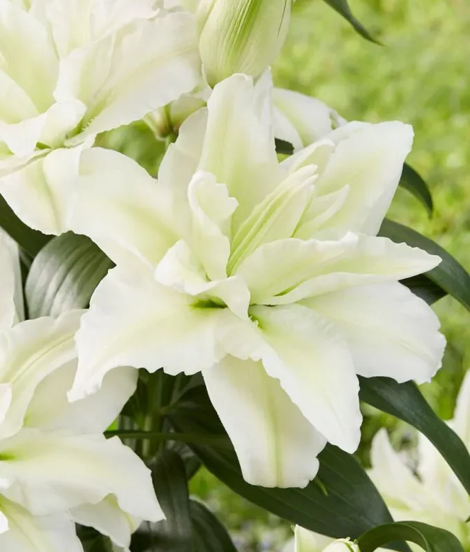Liilia “Roselily Aisha” pakendis 2 tk