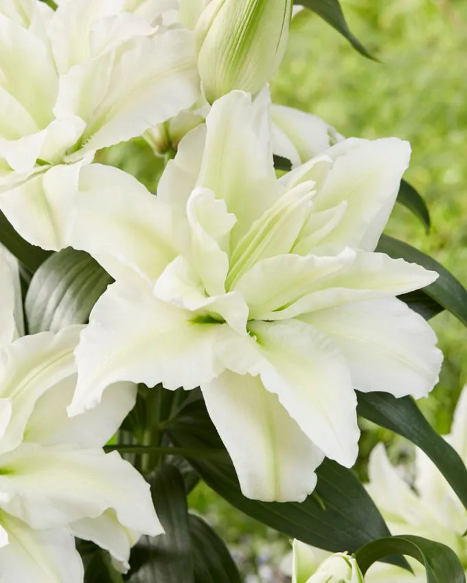 Liilia “Roselily Aisha” pakendis 2 tk
