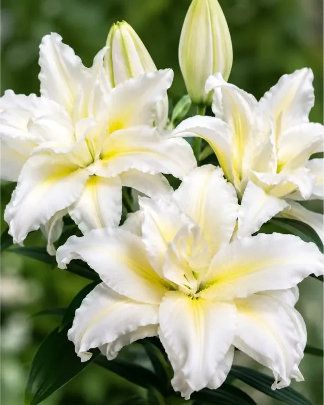 Liilia “Roselily ancelina” pakendis 2 tk