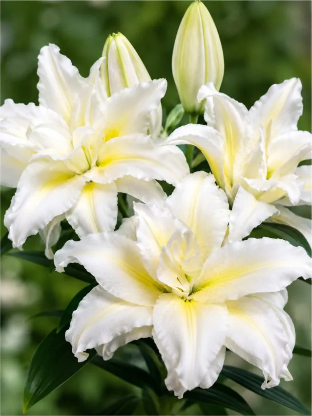 Liilia “Roselily ancelina” pakendis 2 tk