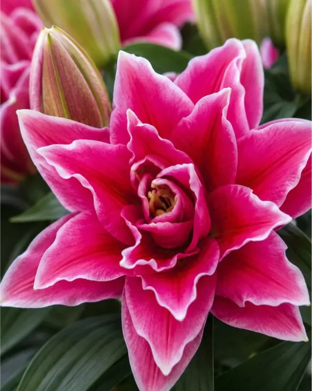 Liilia “Roselily manouska” pakendis 2 tk