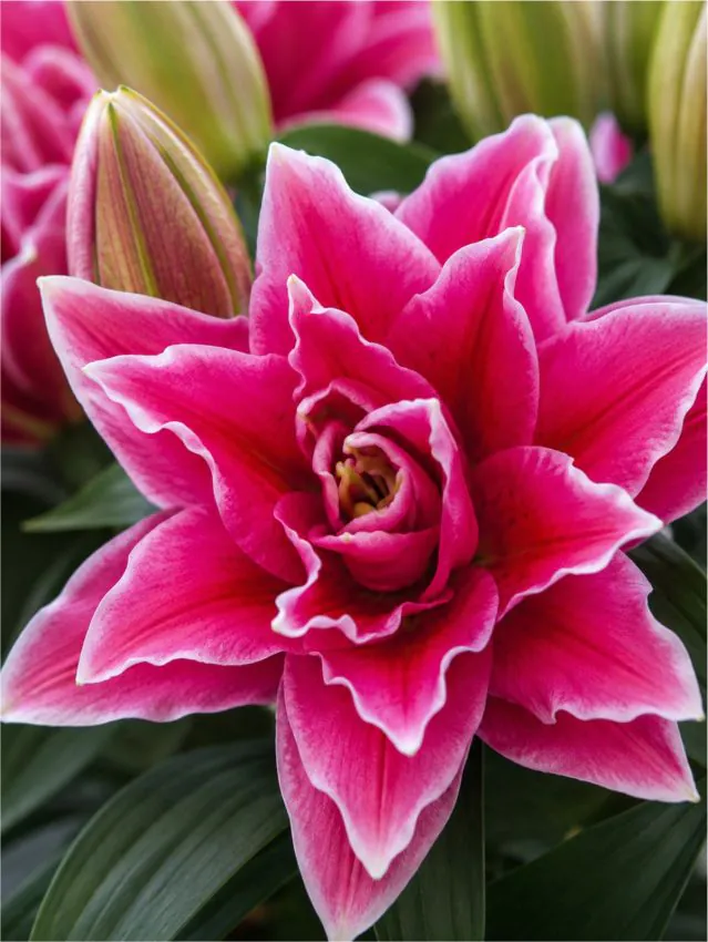 Liilia “Roselily manouska” pakendis 2 tk