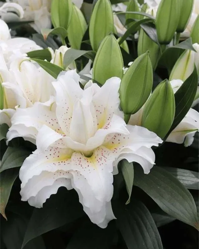 Liilia “Roselily sita” pakendis 2 tk
