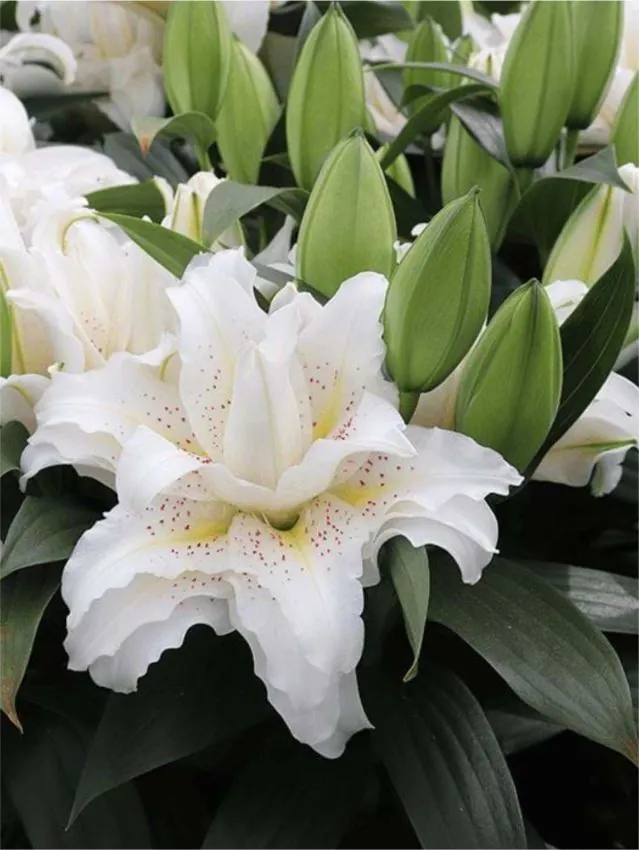 Liilia “Roselily sita” pakendis 2 tk