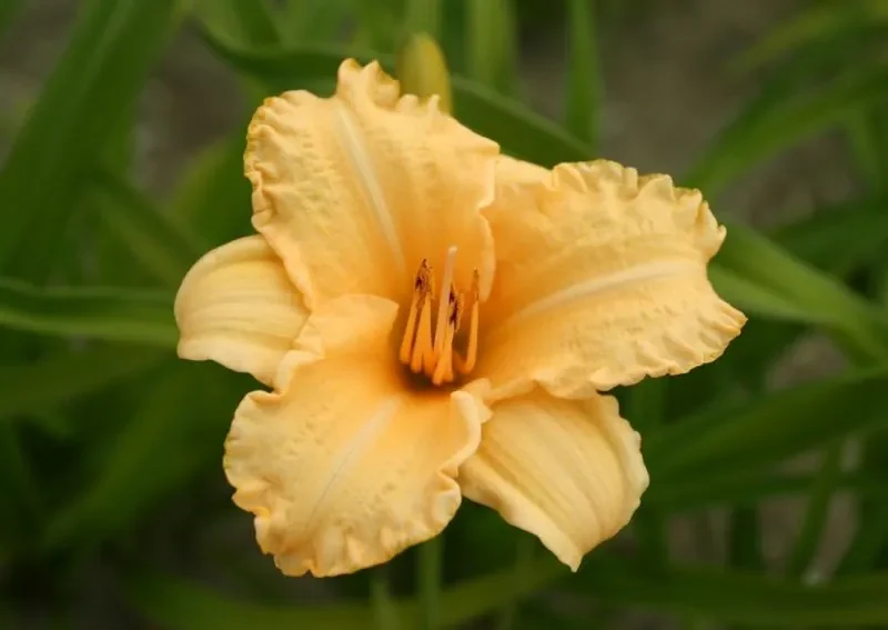 Päevaliilia “Hemerocallis naomi ruth” pakendis 3 tk