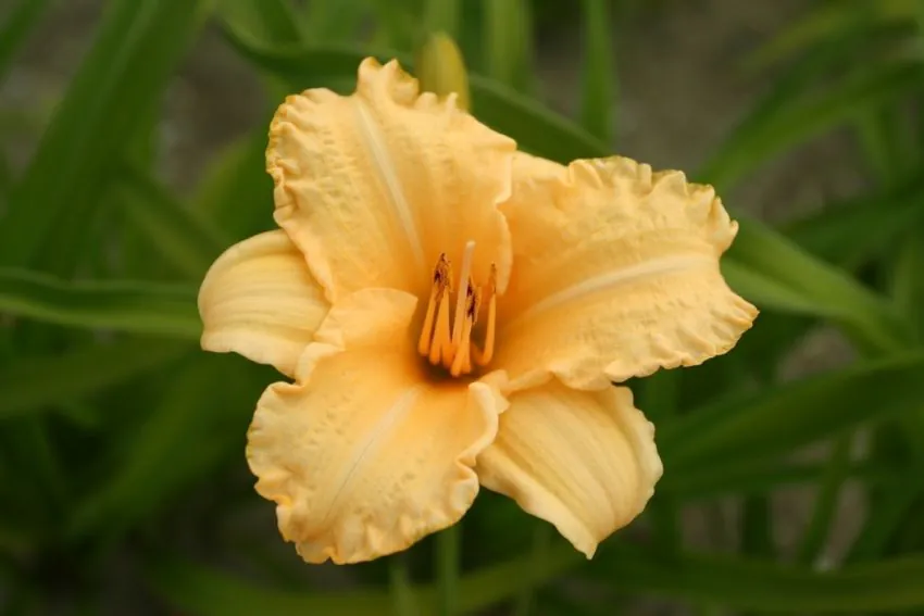 Päevaliilia “Hemerocallis naomi ruth” pakendis 3 tk
