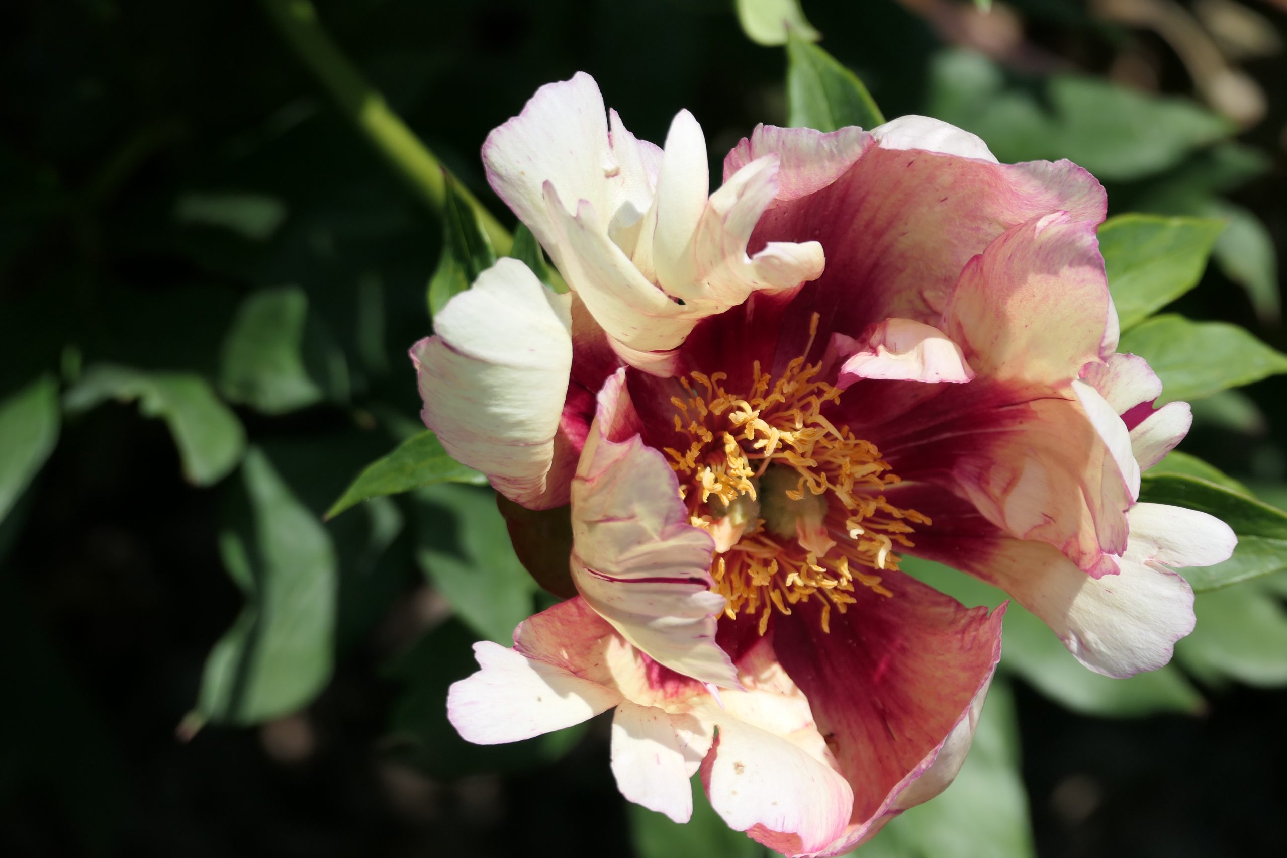 Itoh-pojeng ‘Old Rose Dandy’ paljasjuurne istik