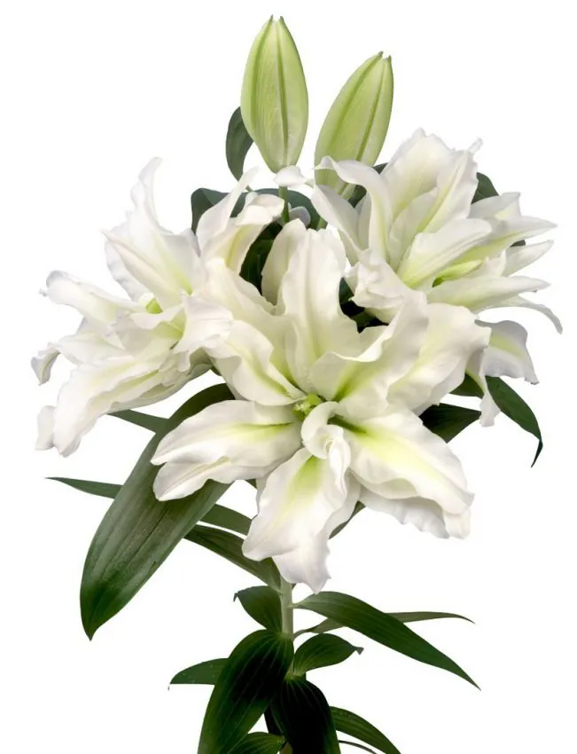 Liilia “Roselily Aisha” pakendis 2 tk - Image 2
