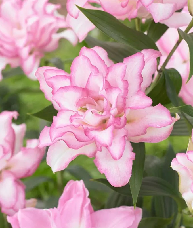 Liilia “Roselily anouska” pakendis 2 tk