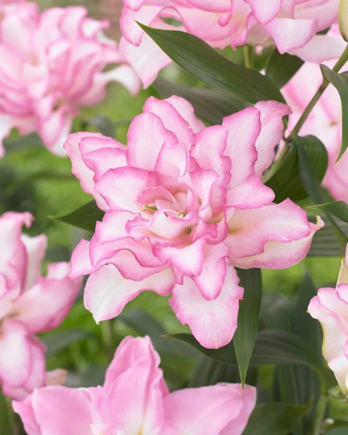 Liilia “Roselily anouska” pakendis 2 tk