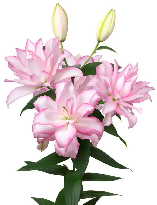Liilia “Roselily anouska” pakendis 2 tk - Image 2