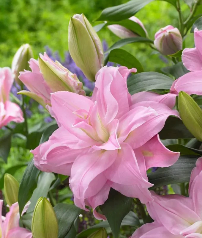 Liilia “Roselily editha” pakendis 2 tk