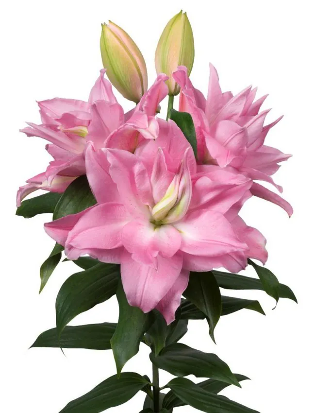 Liilia “Roselily editha” pakendis 2 tk - Image 2