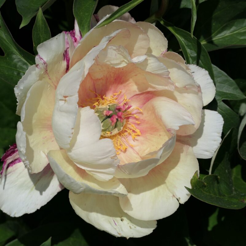 Pojeng „Royal Blush” paljasjuurne istik