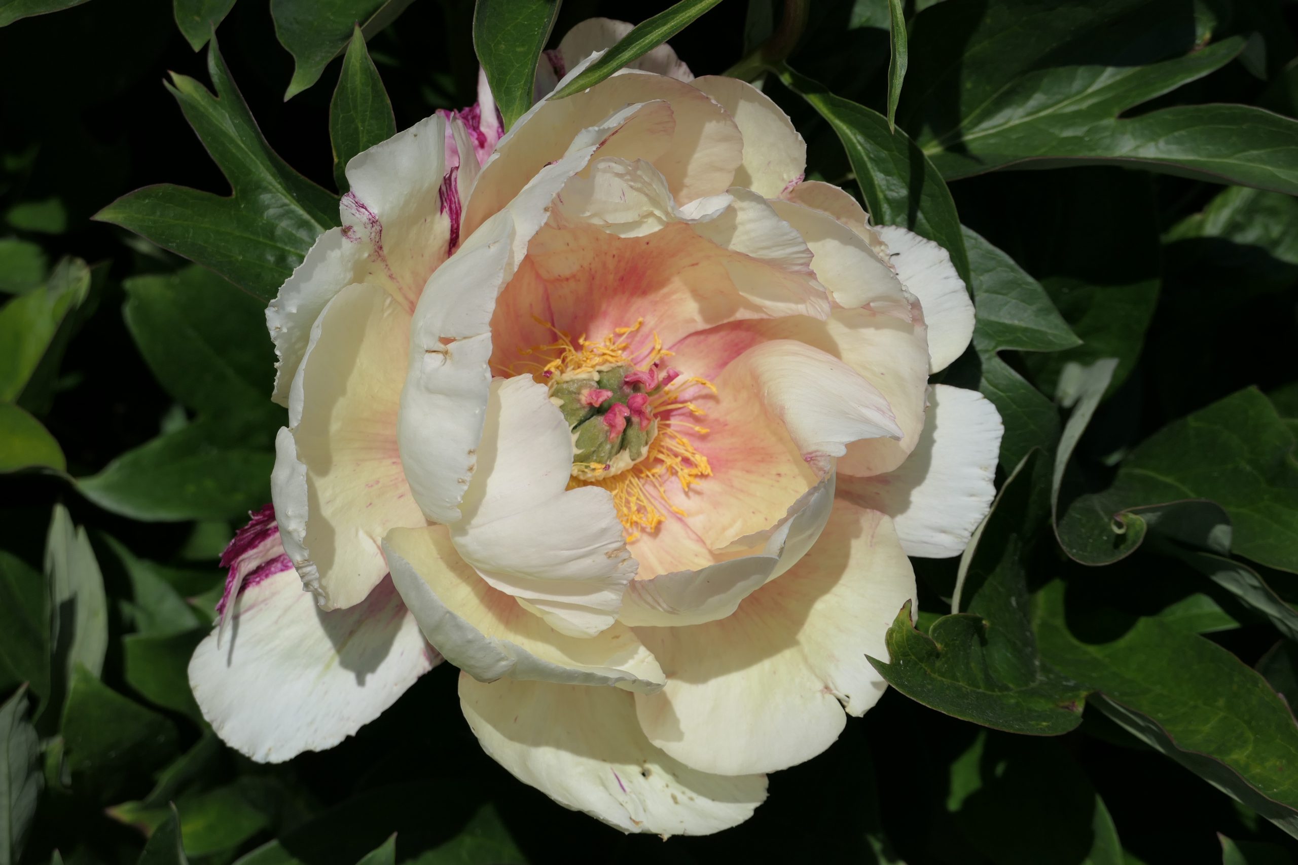 Pojeng „Royal Blush” paljasjuurne istik