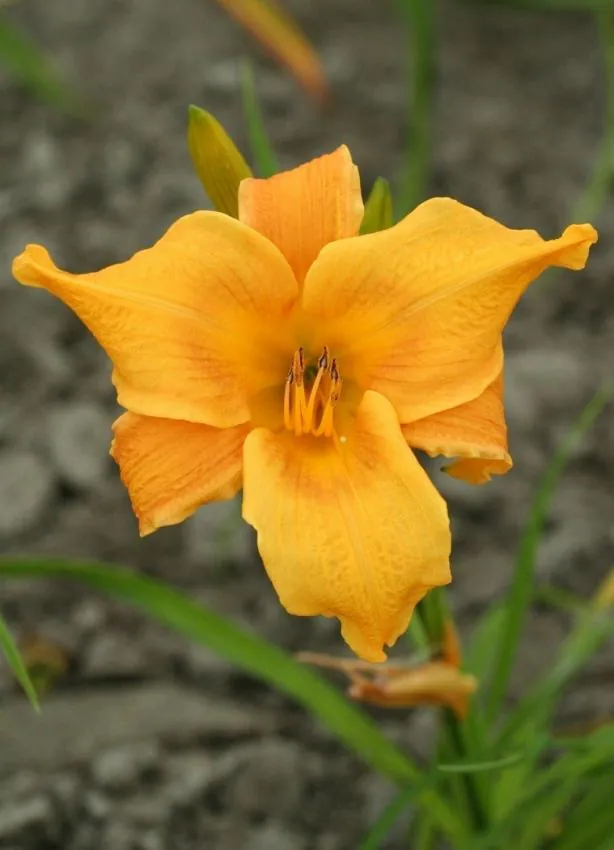Päevaliilia “Hemerocallis Valiant” pakendis 3 tk