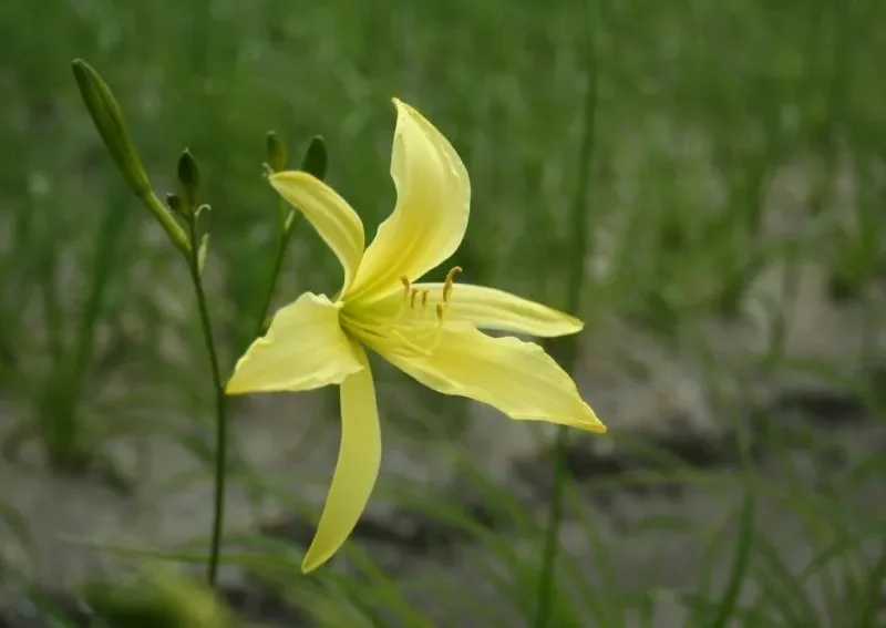 Päevaliilia “Hemerocallis altissima” pakendis 3 tk