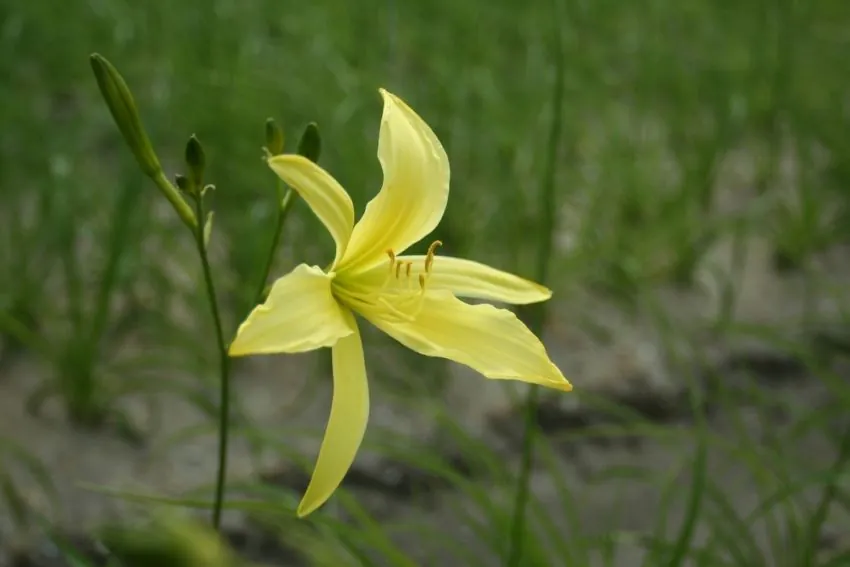Päevaliilia “Hemerocallis altissima” pakendis 3 tk